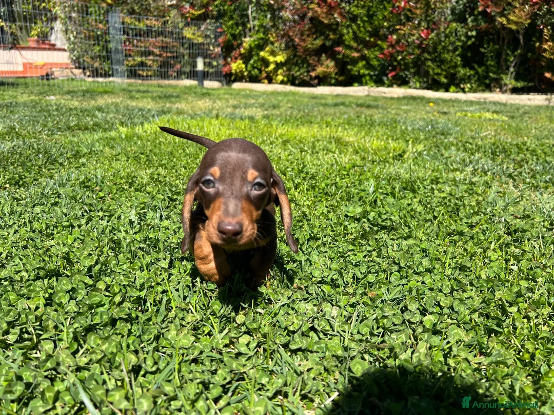 Bassotto cani in vendita: Cucciolo bassotto kaninchen/nano - Annuncio 30