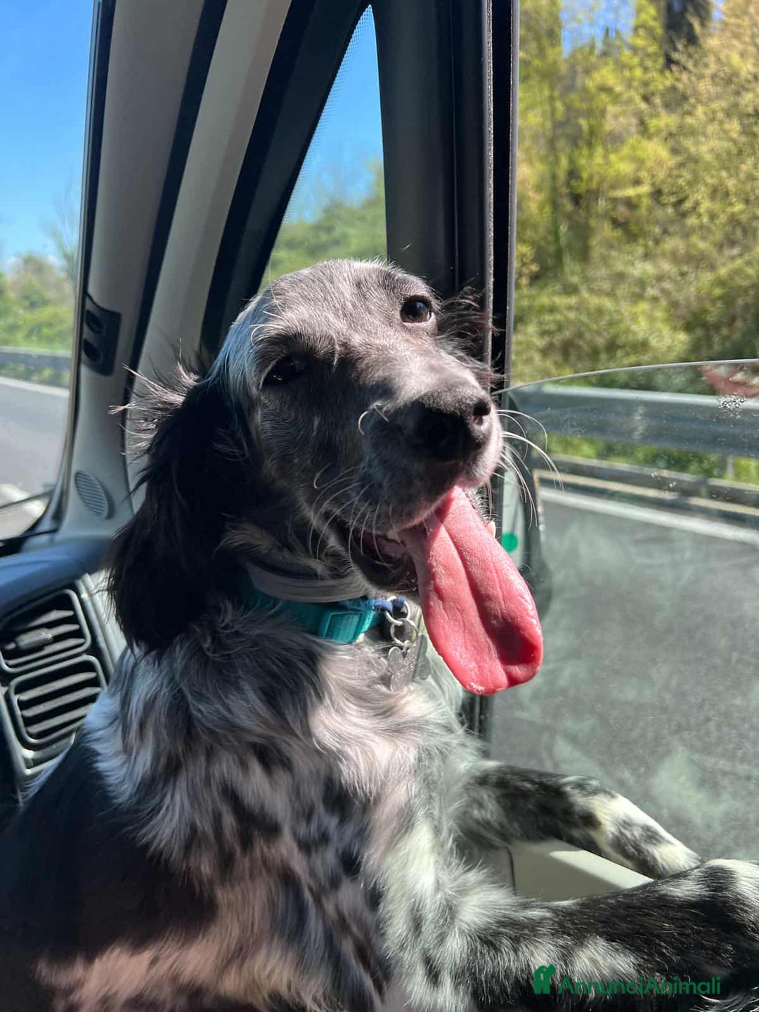 Setter Inglese cani in regalo: GINO, simpaticissimo SETTER INGLESE! - Annuncio 12