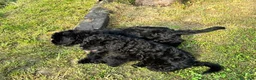 Terrier Nero Russo cani in vendita: Disponibili 4 maschi Terrier nero russi - Annuncio 9