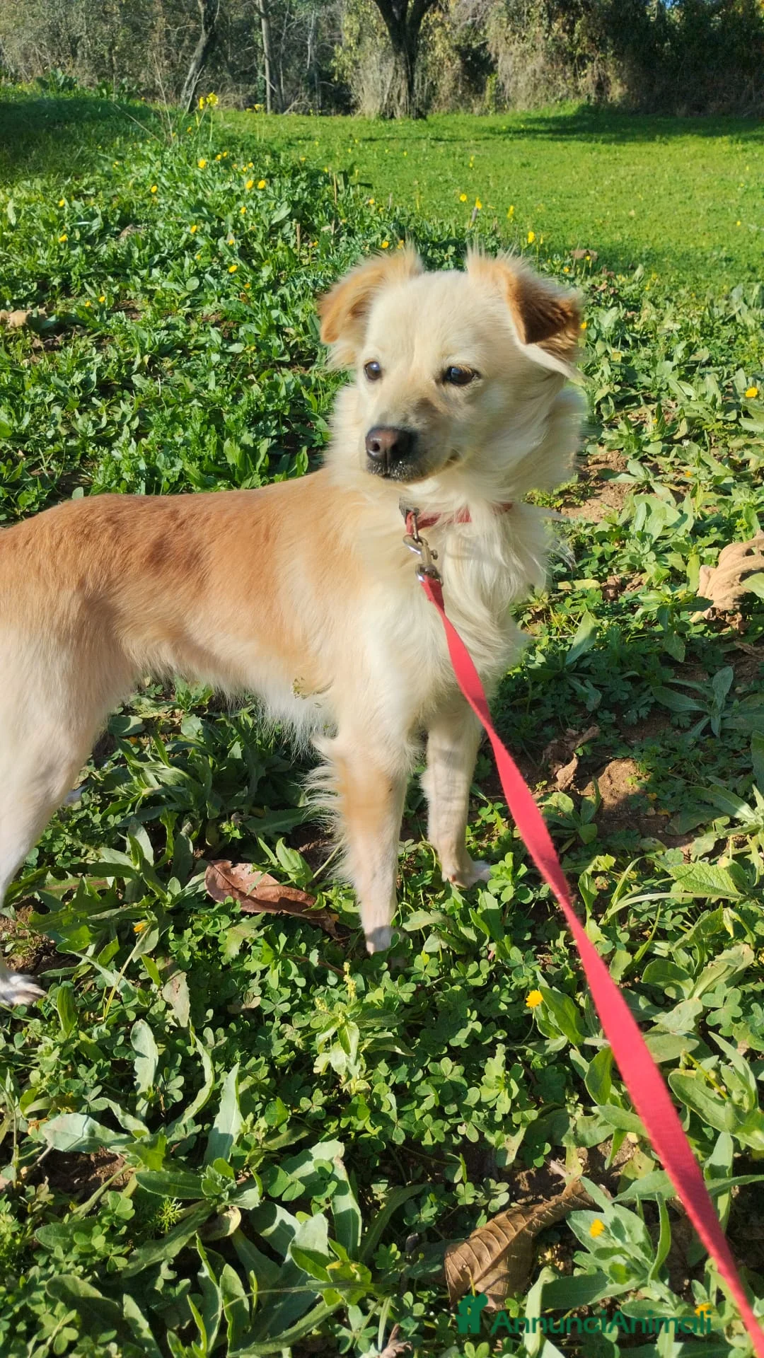 Meticcio cani in regalo: BEA TAGLIA PICCOLA  - Annuncio 3