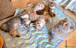 Scottish gatti in vendita: Cuccioli scottish fold e straight  a Provincia di Vicenza - Immagine 4