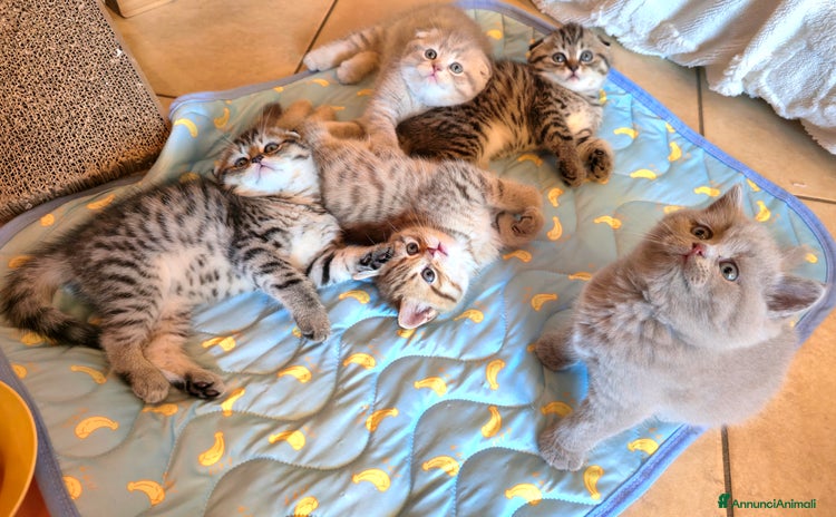 Scottish gatti a Provincia di Vicenza - Annuncio 12