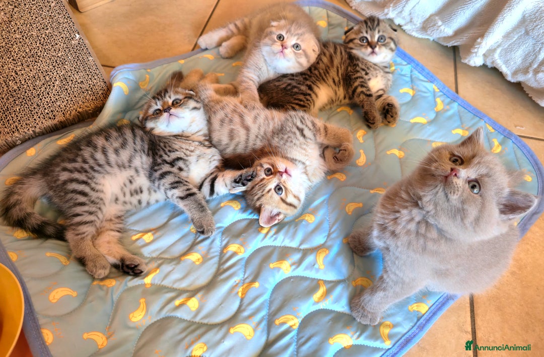 Scottish gatti in vendita: Cuccioli scottish fold e straight  a Provincia di Vicenza - Immagine 4