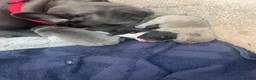 Bulldog Francese cani in vendita: Cuccioli di Bulldog francese  a Provincia di Macerata - Annuncio 2