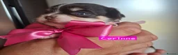Chihuahua cani in vendita: Chihuahua pelo lungo  - Annuncio 2