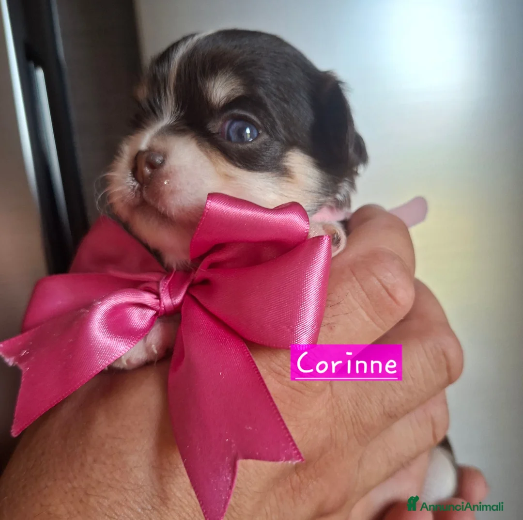 Chihuahua cani in vendita: Chihuahua pelo lungo  - Annuncio 2