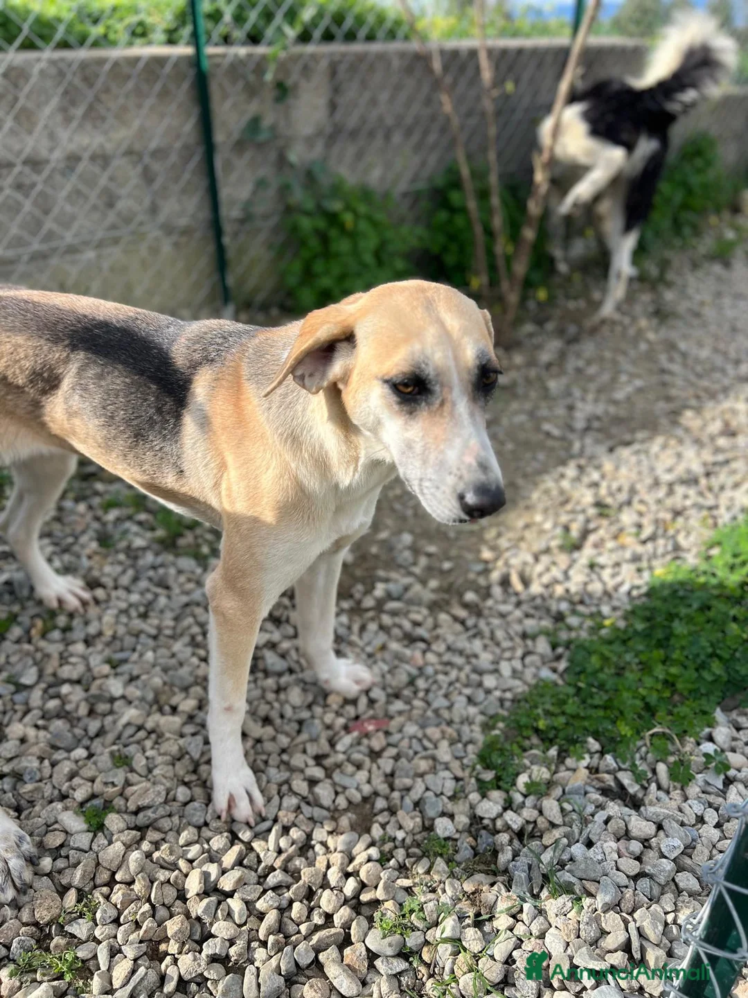 Meticcio cani in regalo: Kelly a Provincia di Crotone - Annuncio 5