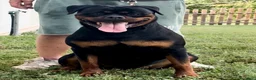 Rottweiler cani in vendita: Cuccioli di rottweiler - Annuncio 2
