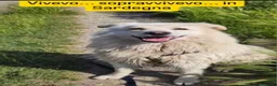 Meticcio cani in regalo: Fiorello quasi 5anni,3di invani appelli,NOVARA SOS - Annuncio 1