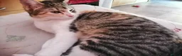 Meticcio gatti in vendita: Gattini 2 mesi  - Annuncio 1
