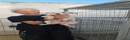 Meticcio cani in regalo: Bignè: 3 mesi taglia contenuta  - Annuncio 4