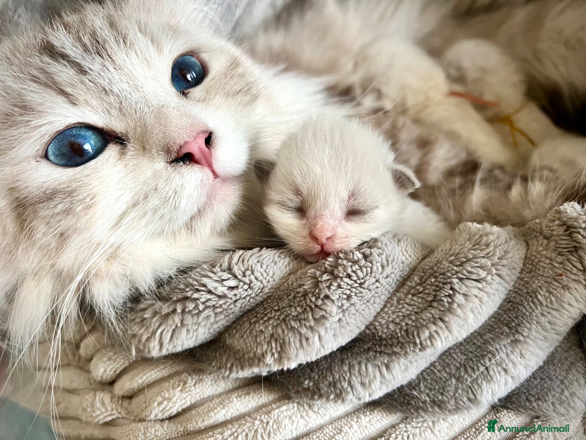 Siberiano gatti Gattini siberiani e Neva Masquerade  - Annuncio 1