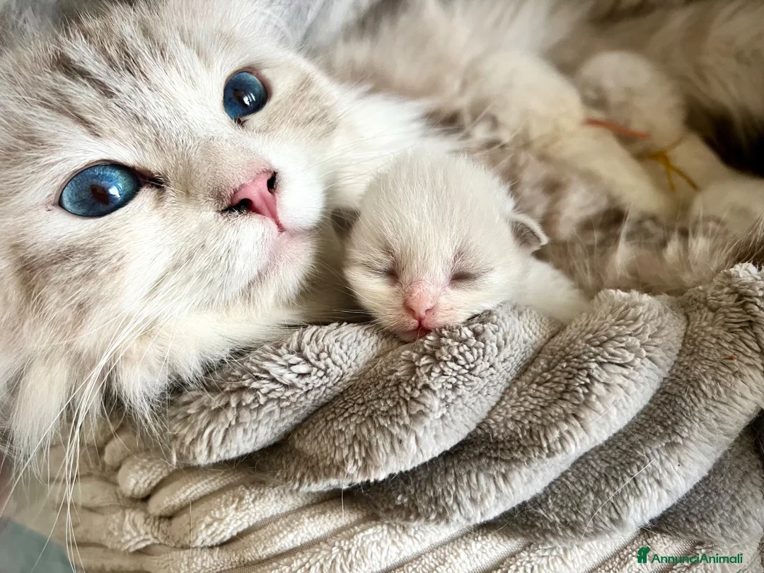 Siberiano gatti in vendita: Gattini siberiani e Neva Masquerade  - Annuncio 1