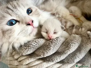 Siberiano gatti Gattini siberiani e Neva Masquerade - Annuncio 1