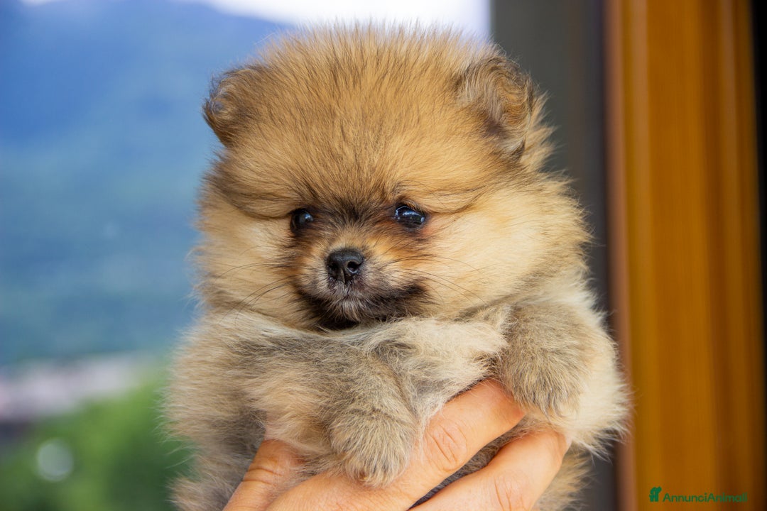 Volpino Pomerania cani in vendita: Cucciole di Spitz Pomerania nate il 7 giugno 2025 - Immagine 5
