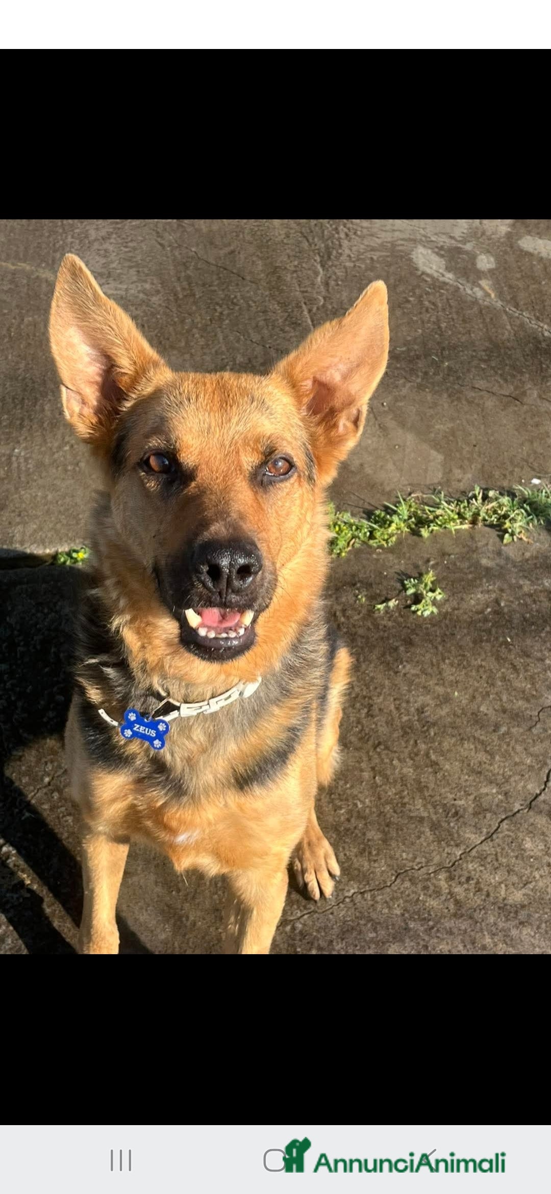 Pastore Tedesco cani in regalo: Adozione del cuore - Annuncio 2