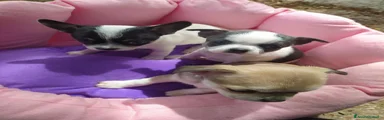 Chihuahua Cucciolo 1