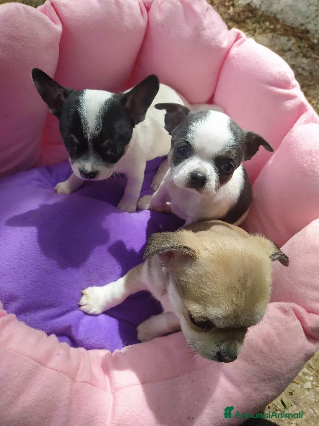 Chihuahua cani in vendita: Chihuahua cuccioli pelo corto  - Annuncio 1