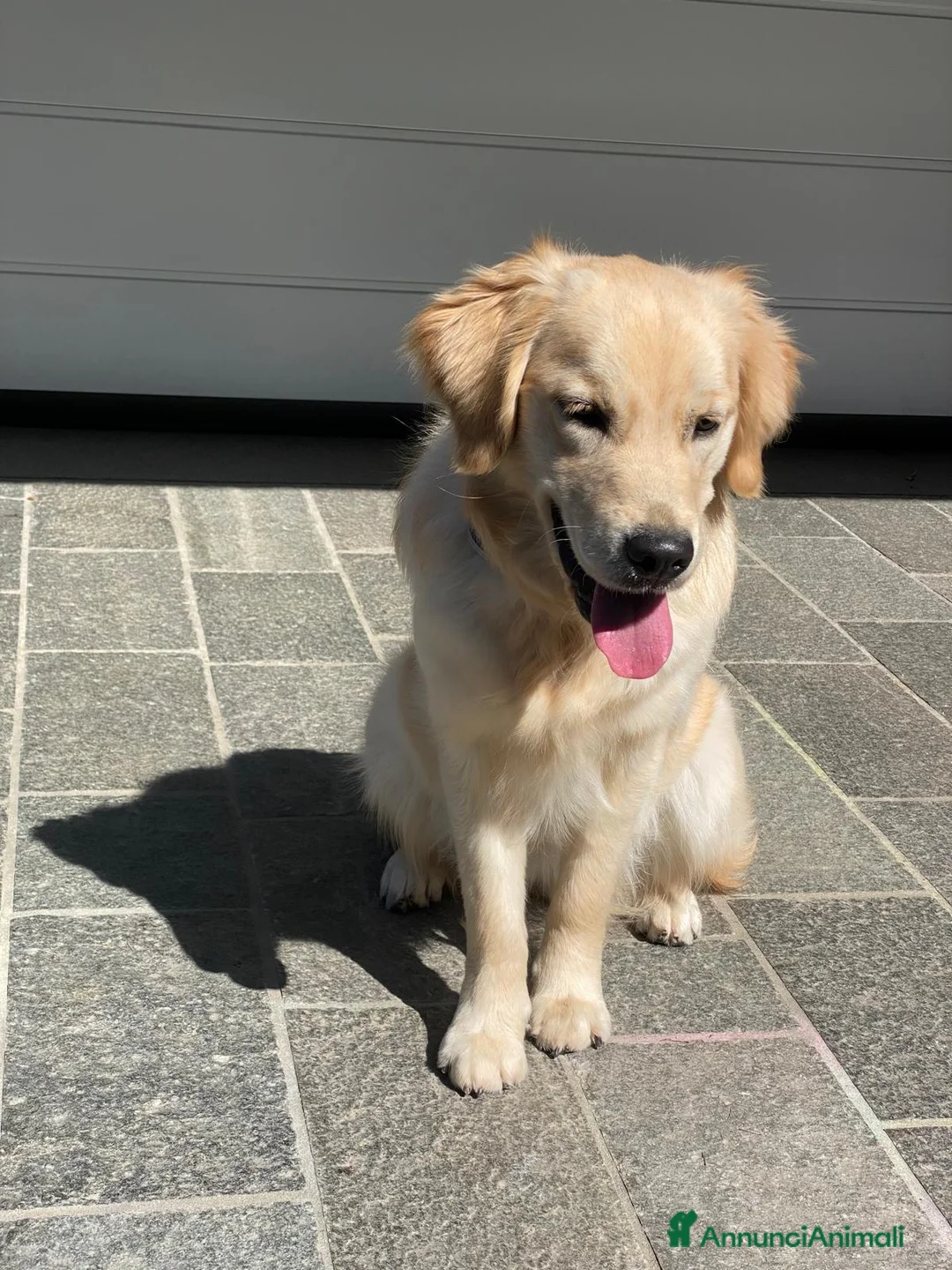 Golden Retriever cani in vendita: VENDO CUCCIOLA DI 9 MESI GOLDEN RETRIEVER  - Annuncio 2