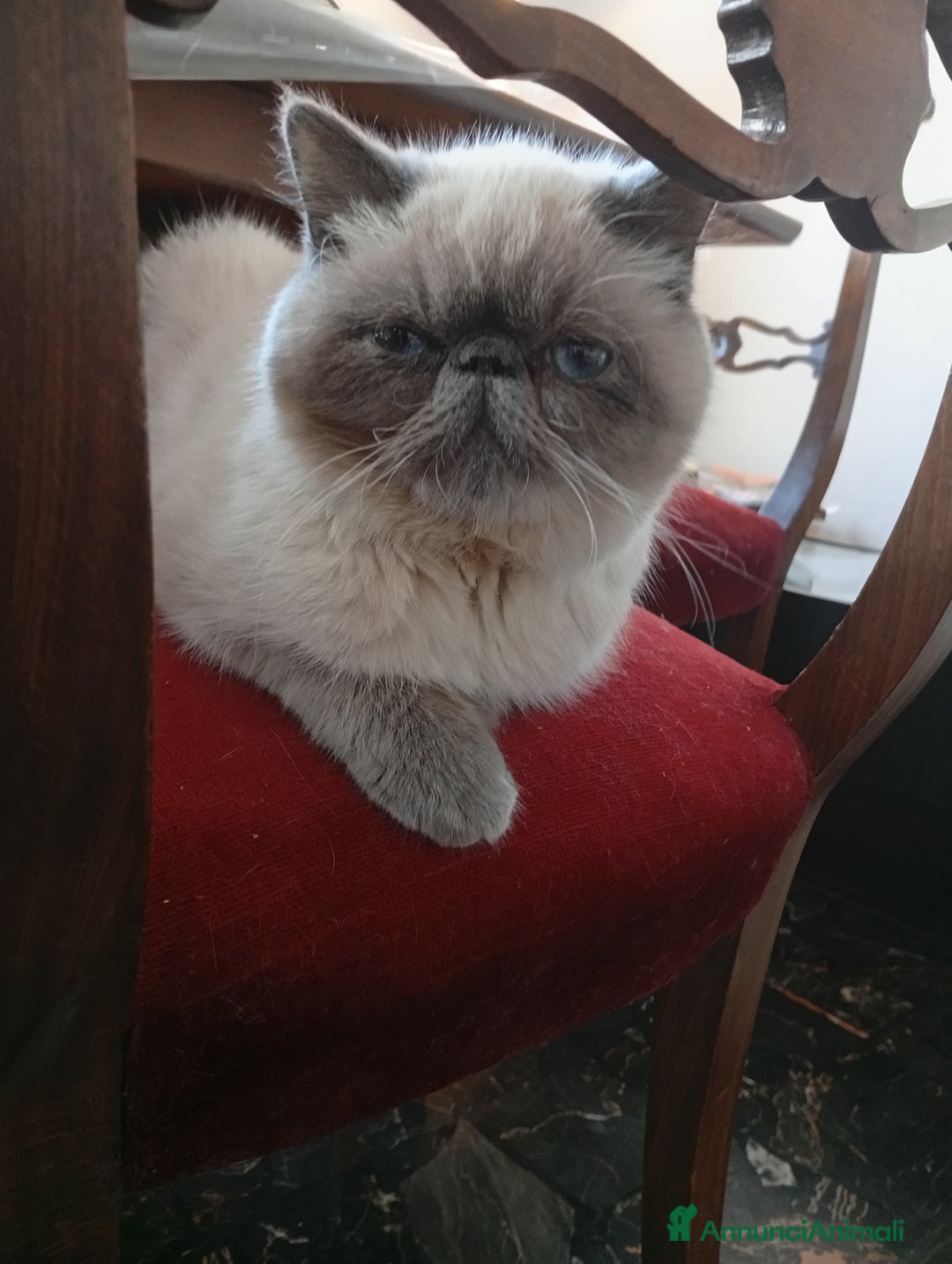 Exotic Shorthair gatti in vendita: Exotic Shorthair  - Annuncio 6