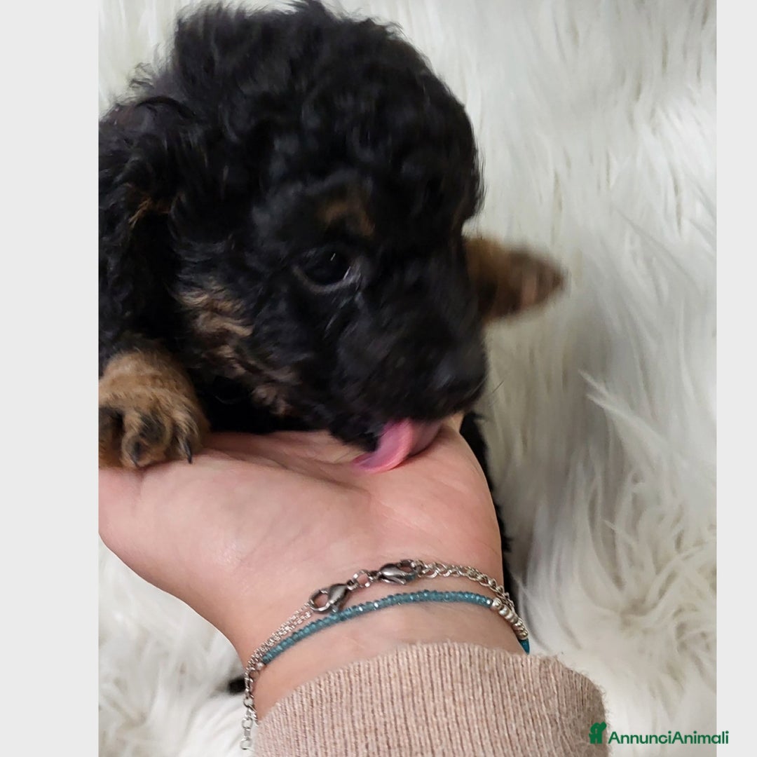 Barboncino Toy cani in vendita: Cuccioli barboncino toy - Annuncio 5