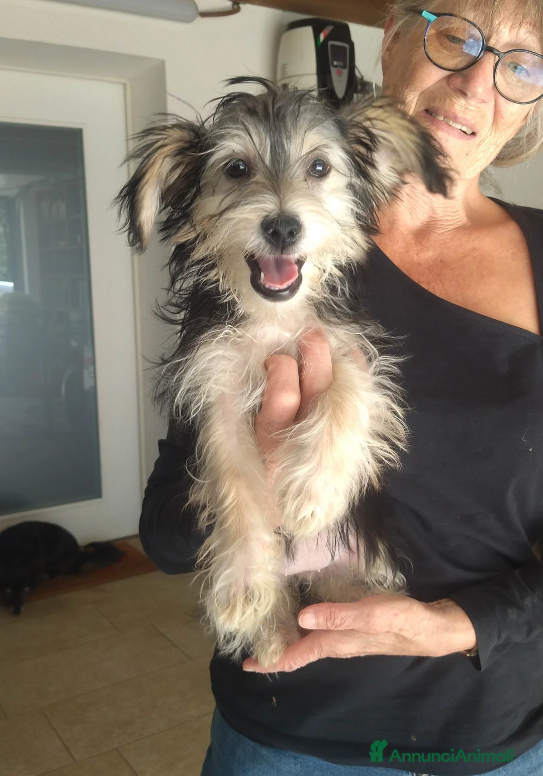 Meticcio cani in regalo: CUCCIOLA TG PICCOLA - Annuncio 2