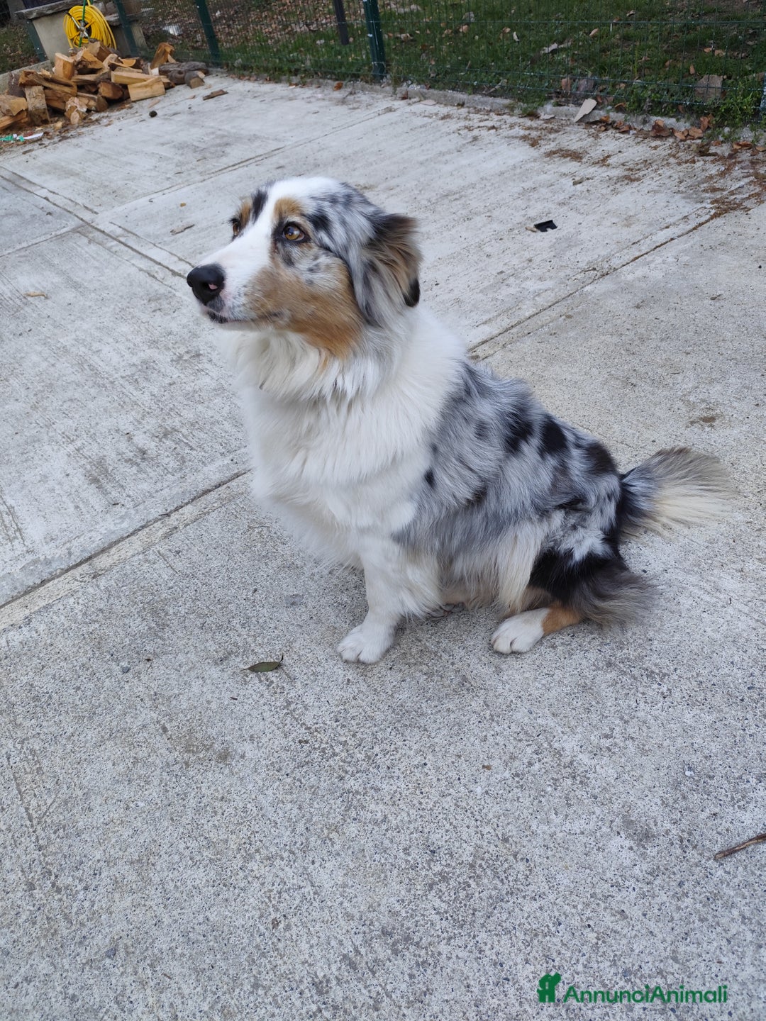 Australian Shepherd cani per accoppiamento: Cerco pastore australiano maschio per monta per  - Annuncio 3
