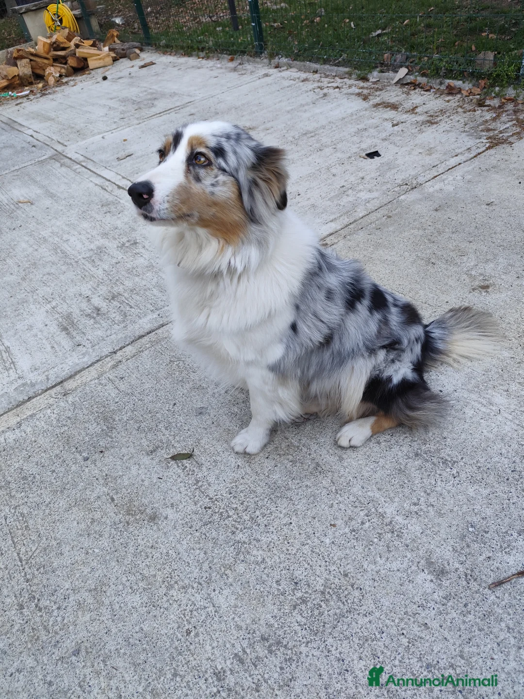 Australian Shepherd cani per accoppiamento: Cerco pastore australiano maschio per monta per  - Annuncio 3