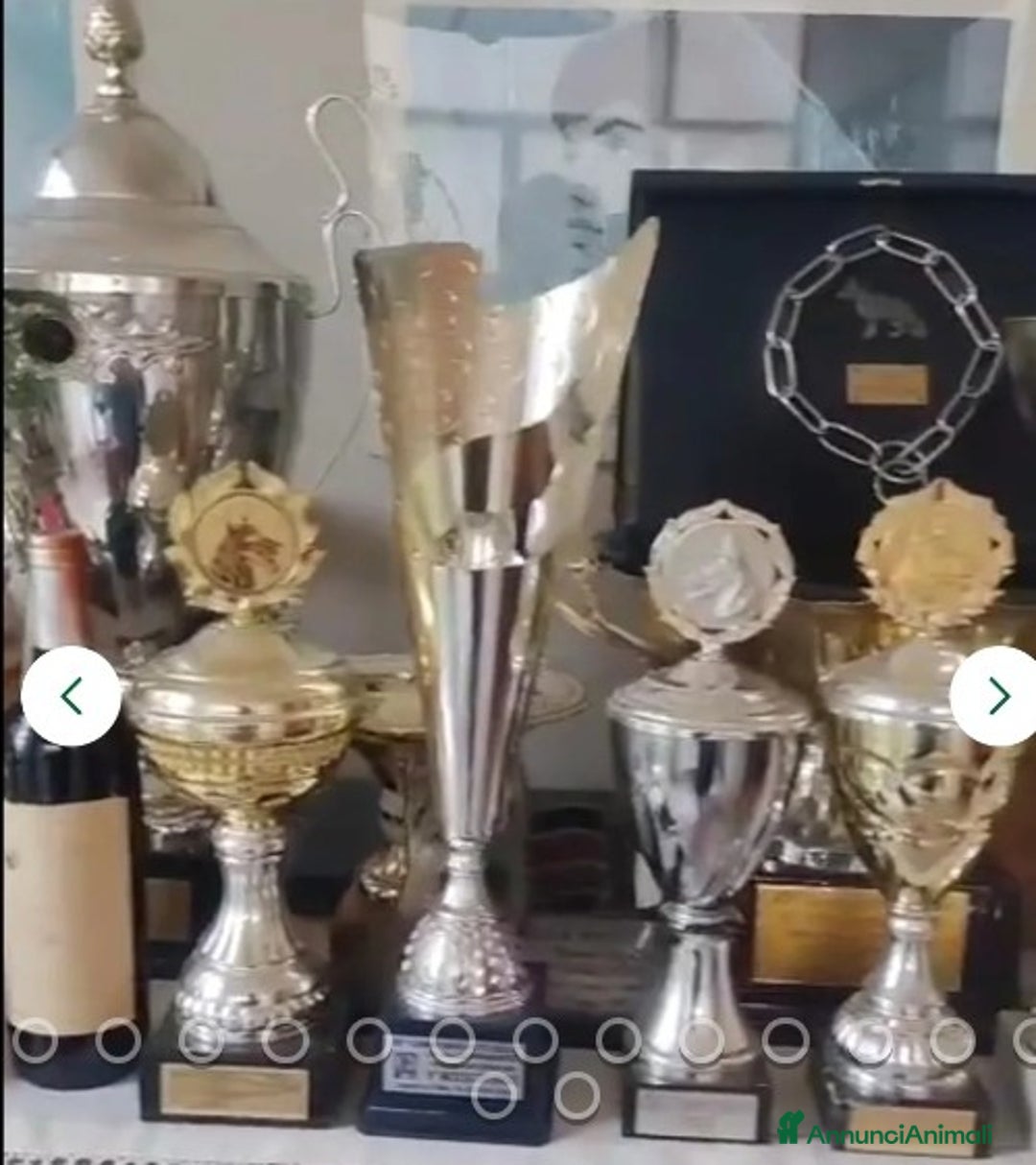 Pastore Tedesco cani in regalo:  proprietario regala splendidi cuccioli  - Annuncio 16