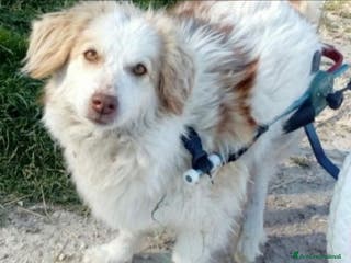 Meticcio cani Lula giovane kg9 PARALIZZATA(autonoma nei bosogni) a Città metropolitana di Milano - Annuncio 34