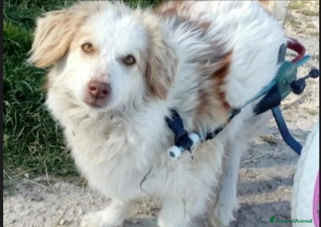 Meticcio cani in regalo: Lula giovane kg9 PARALIZZATA(autonoma nei bosogni) a Città metropolitana di Milano - Annuncio 1