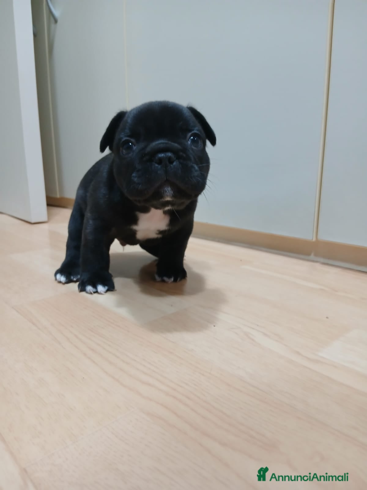 Bulldog Francese cani Cuccioli bulldog francese  - Annuncio 6