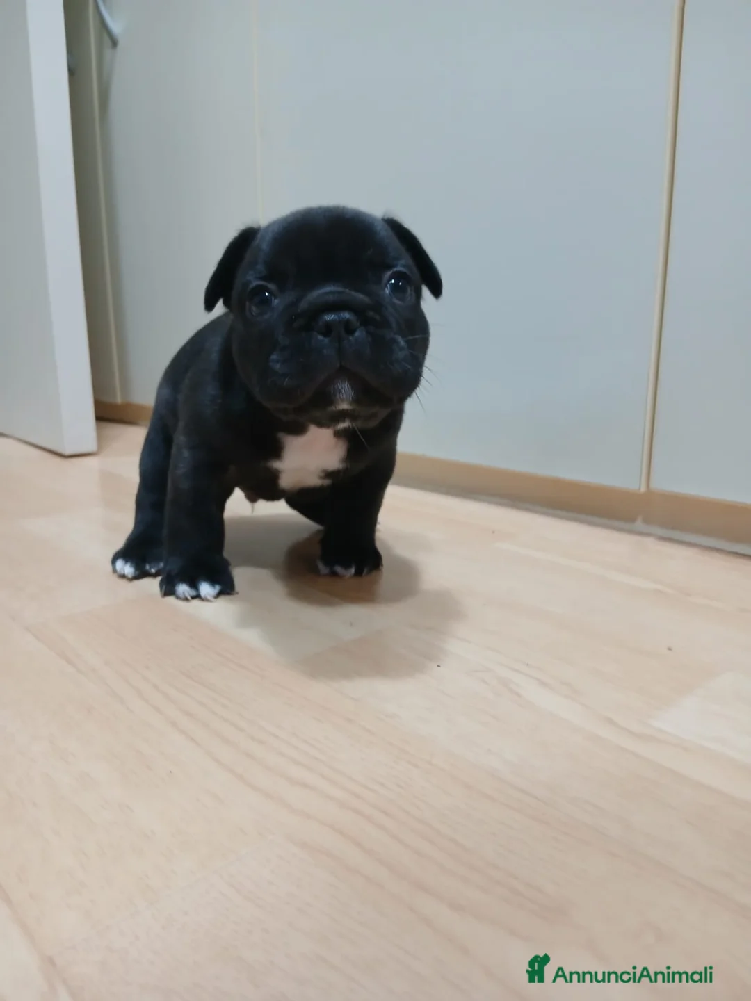 Bulldog Francese cani in vendita: Cuccioli bulldog francese  a Città metropolitana di Roma Capitale - Annuncio 1
