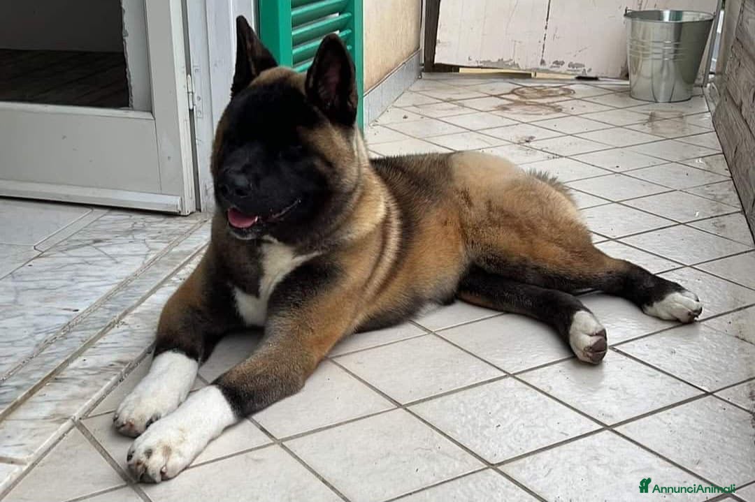 Akita Americano cani Cucciolo di akita - Annuncio 1