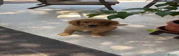 Golden Retriever cani in vendita: cucciolo di golden retriver maschio a Provincia di Treviso - Annuncio 4