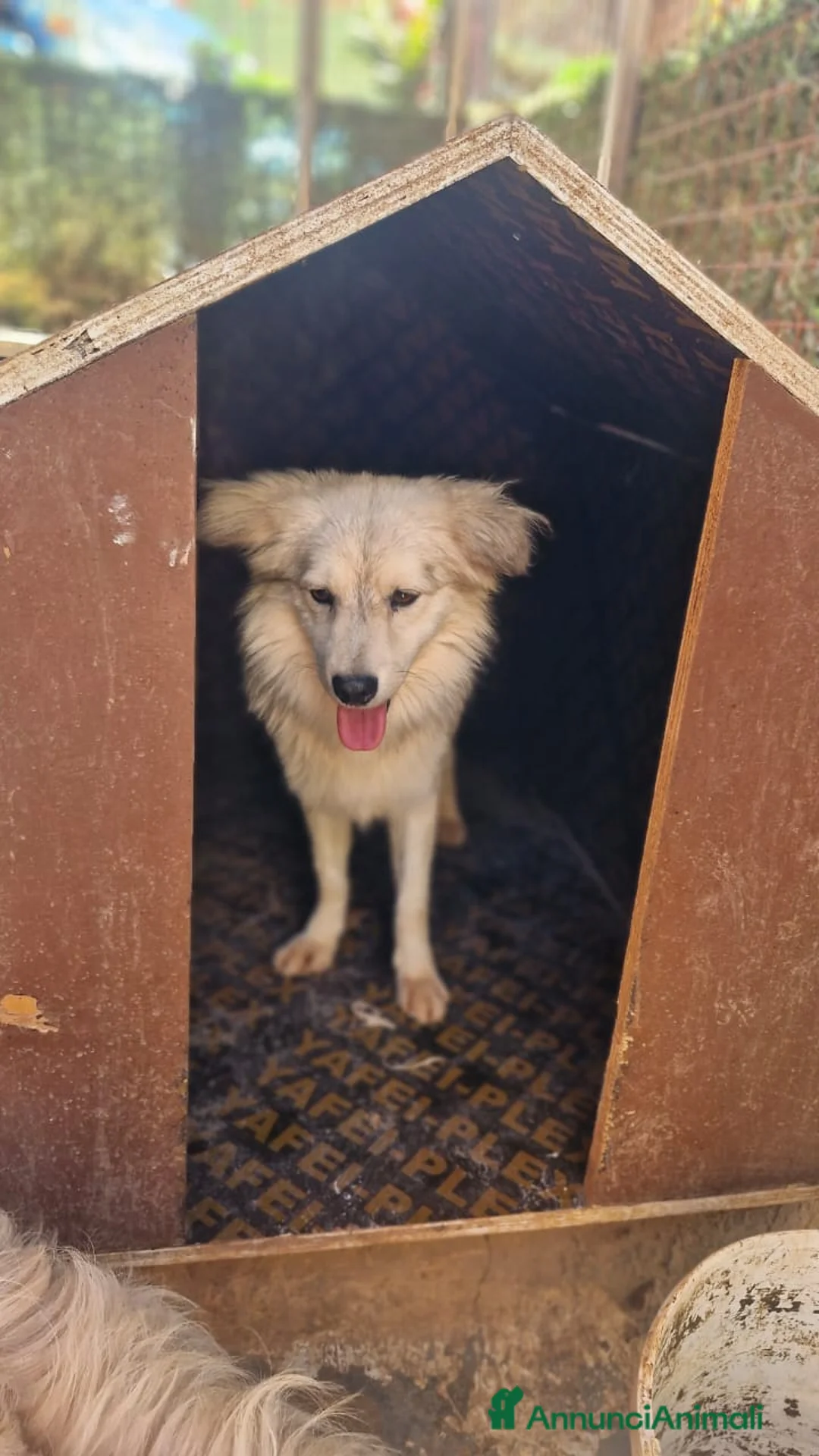 Meticcio cani in regalo: yorgo, un tenero pelosetto - Annuncio 7