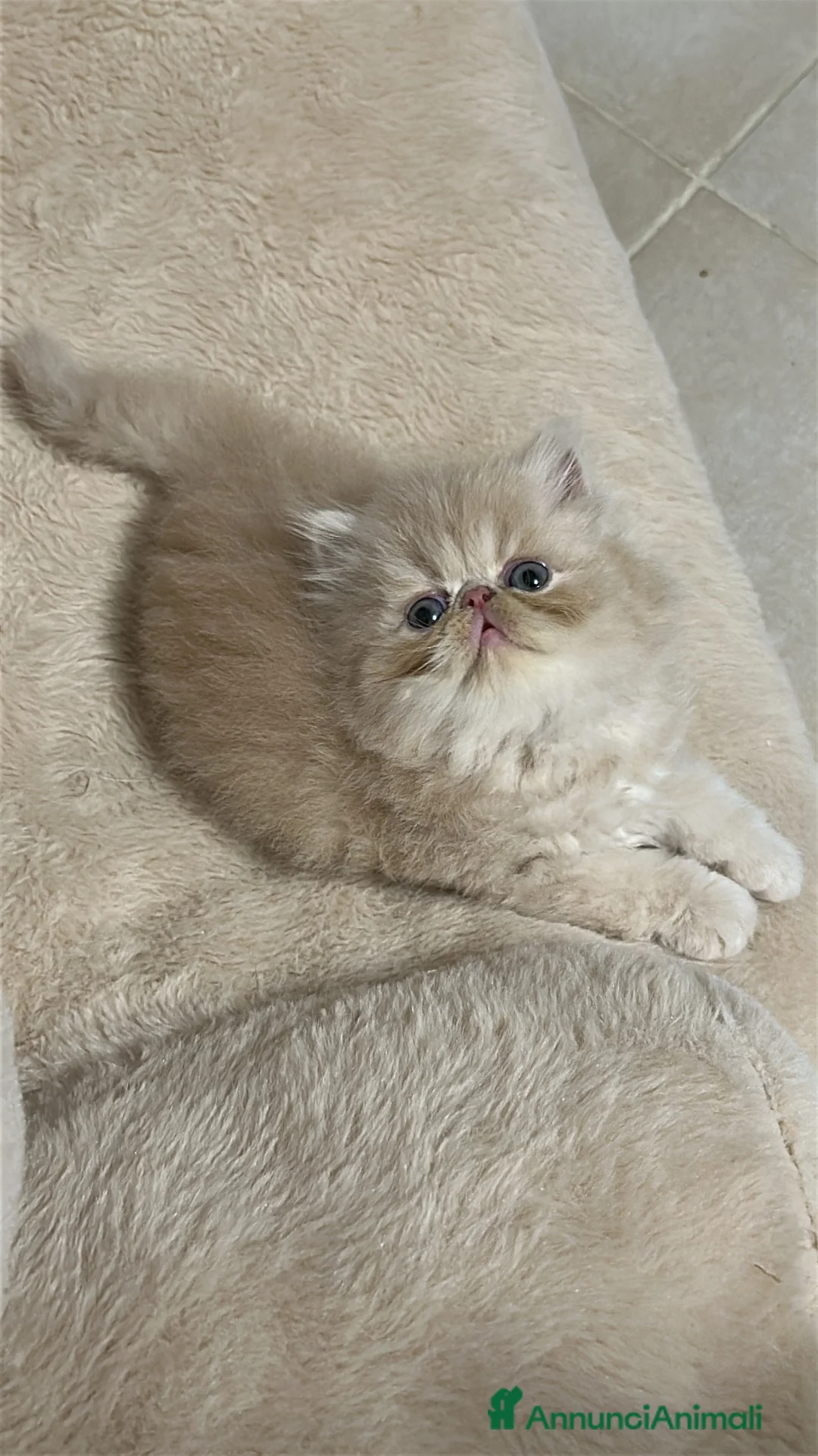 Exotic Shorthair gatti in vendita: Cuccioli Exotic e persiano  - Annuncio 7