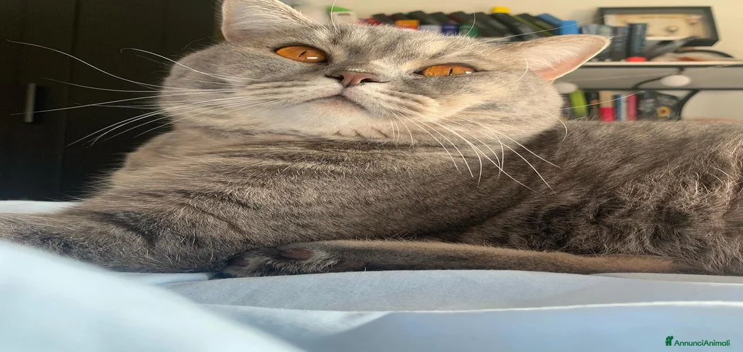 Immagine della galleria {{count}}