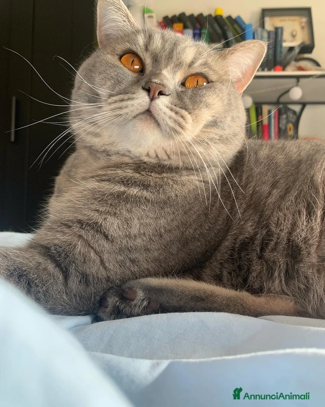 Immagine della galleria {{count}}