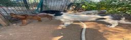 Meticcio cani in regalo: Zorro cucciolo giocherellone - Annuncio 7
