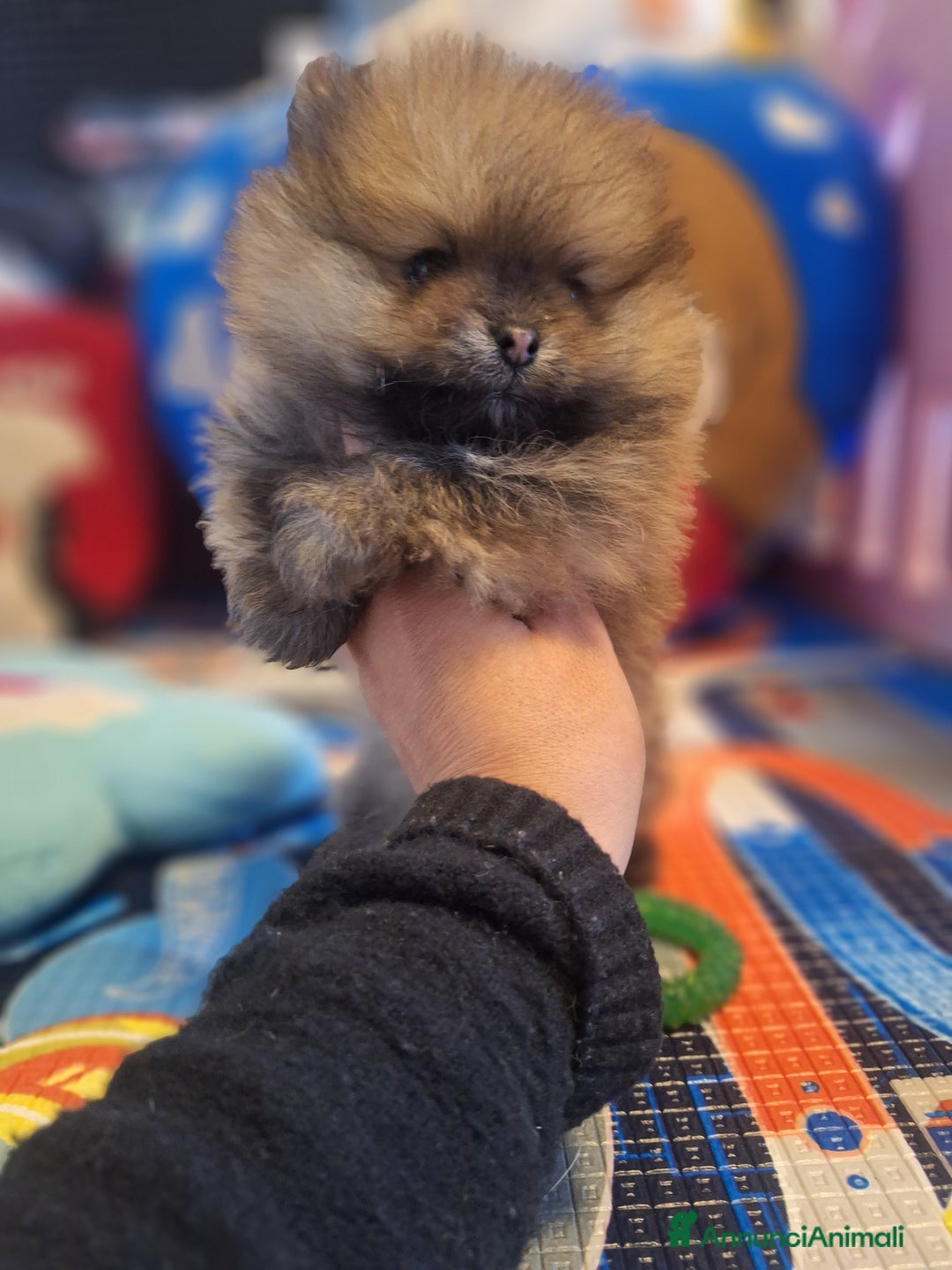 Volpino Pomerania cani in vendita: Cuccioli di spitz tedesco nano  - Annuncio 3