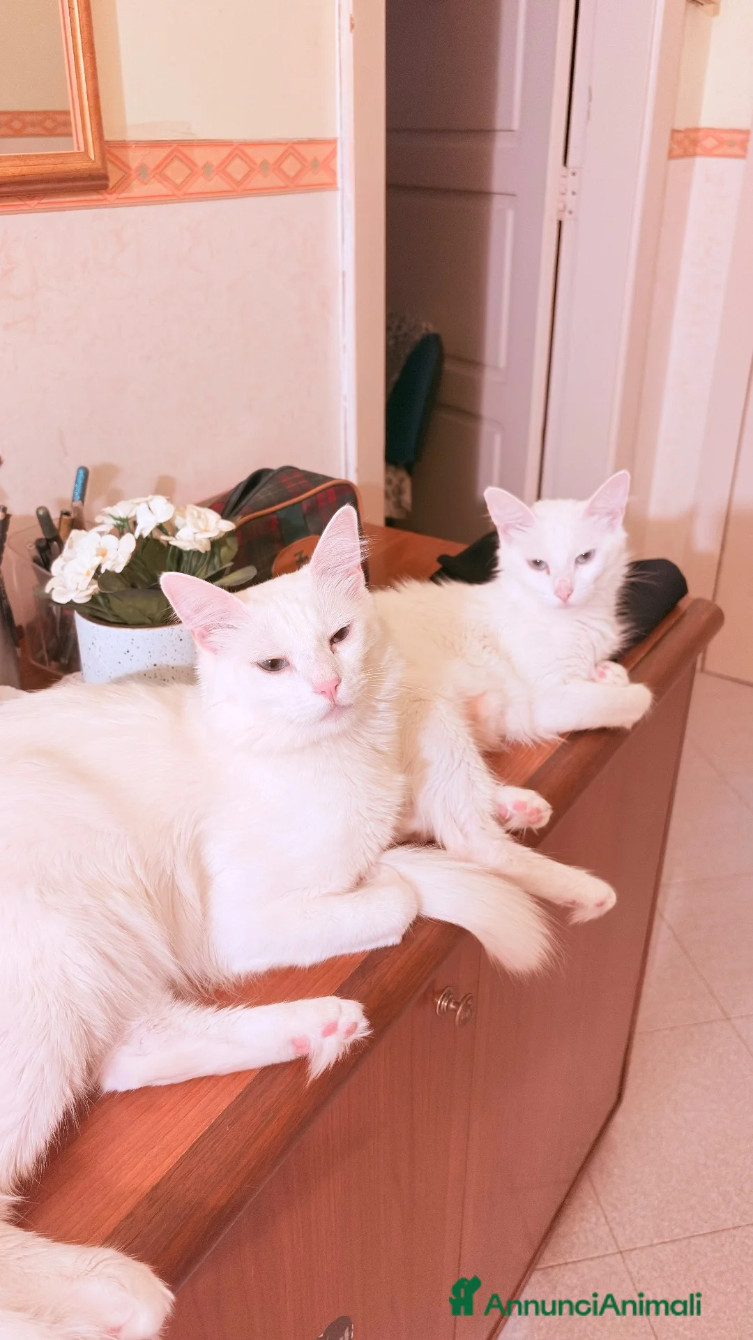Angora turco gatti in vendita: Angora turco ,Splendido gattino con occhi azzurri  - Annuncio 6