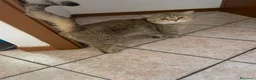 Scottish gatti in vendita: Scottish Straight  - Annuncio 5