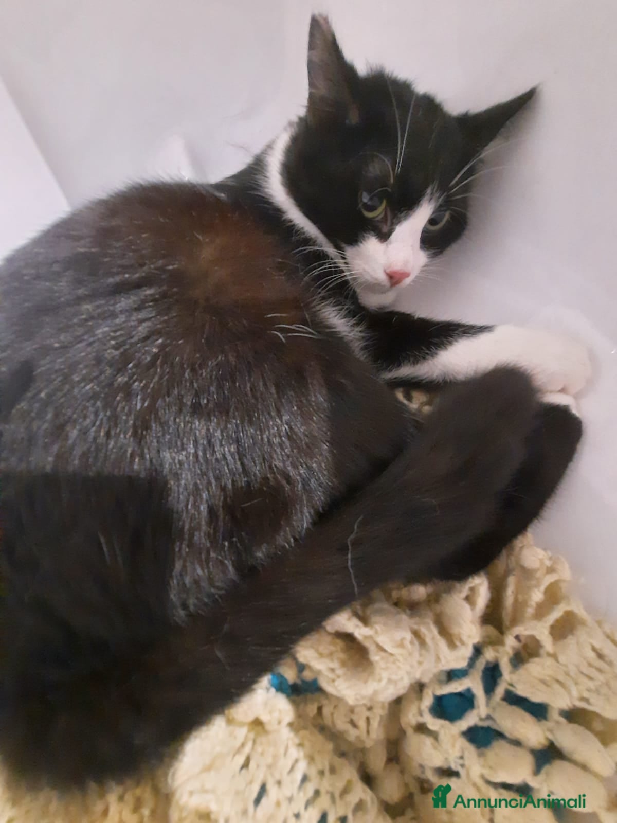 Meticcio gatti Mascherina miciotta di otto mesi  - Annuncio 1