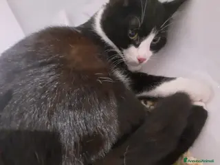 Meticcio gatti Mascherina miciotta di otto mesi - Annuncio 1