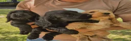 Cocker cani in vendita: Cuccioli neri cocker spaniel  - Annuncio 1