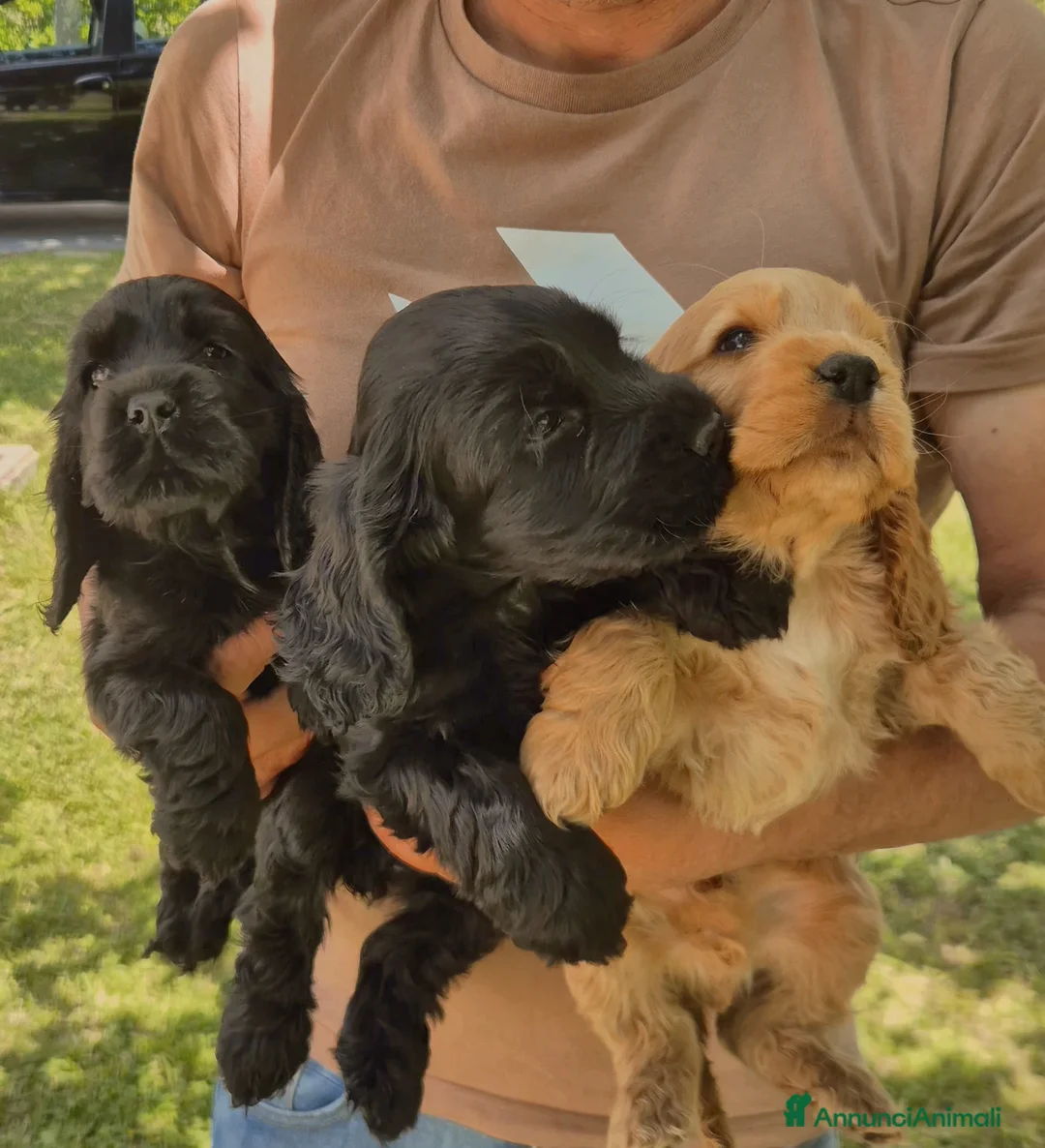 Cocker cani in vendita: Cuccioli neri cocker spaniel  - Annuncio 1