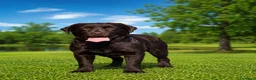 Labrador cani in vendita: Labrador  - Annuncio 2