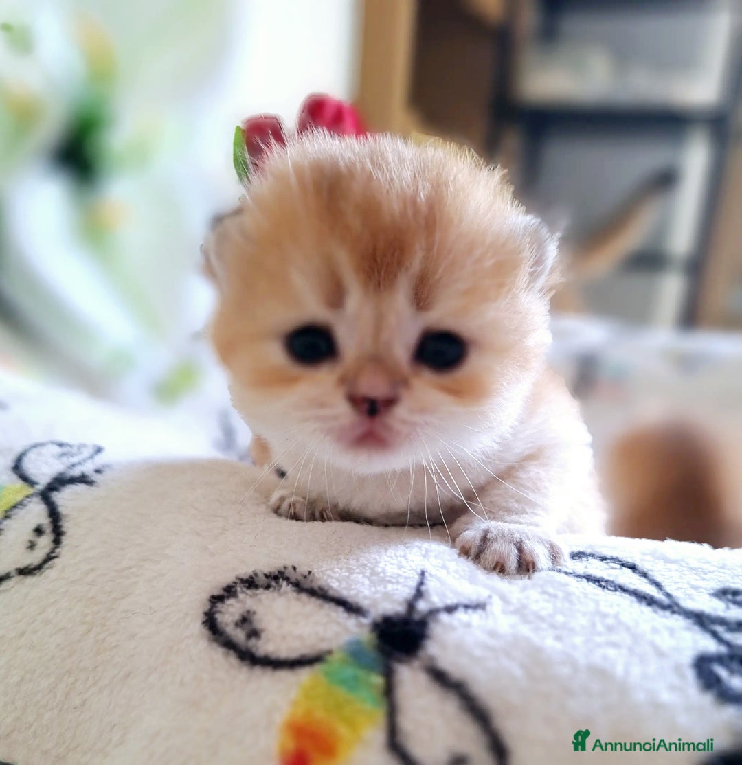 Scottish gatti in vendita: Cuccioli scottish fold e straight golden campania - Immagine 1