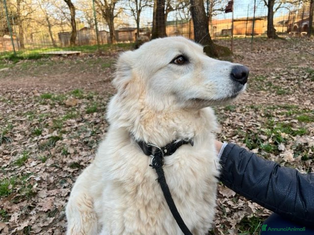 Meticcio cani in regalo: CREMA 5anni una bella timidina! Buona! - Annuncio 3